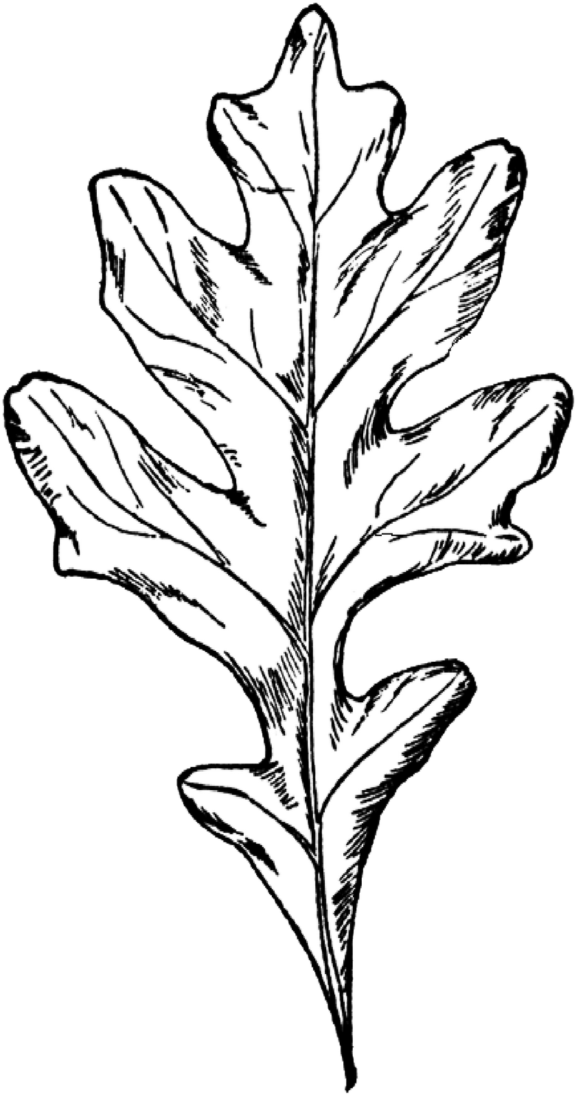 Drawn Foliage Red Oak Leaf - White Oak Leaf Clip Art (846x1600)