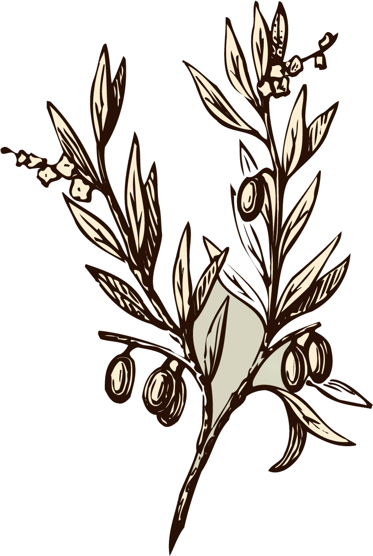 Almond Line Drawing - Olive Branch Drawings (804x1136)