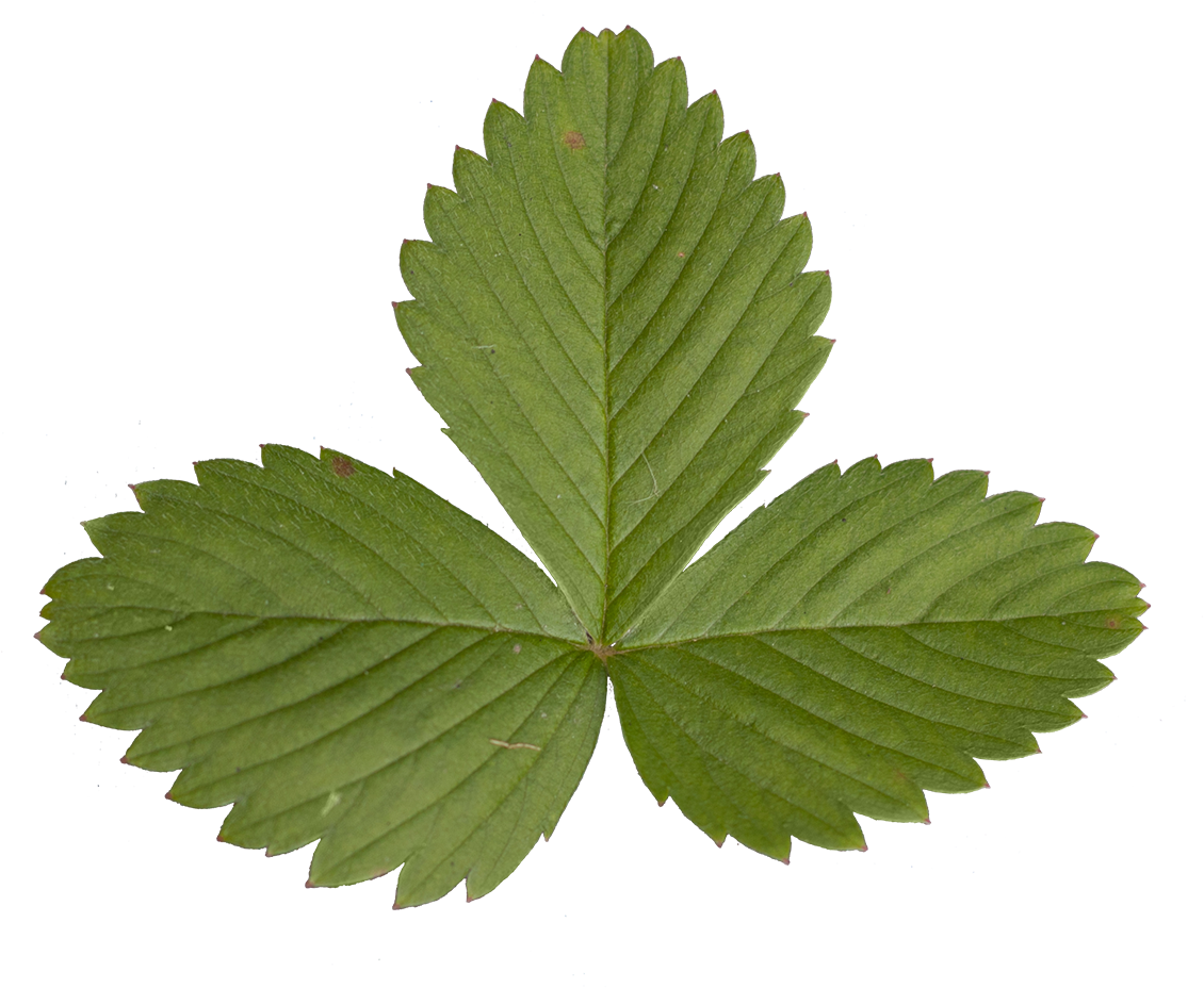 Maple Leaf Clipart Download - Strawberry Leaf Transparent (1156x948)