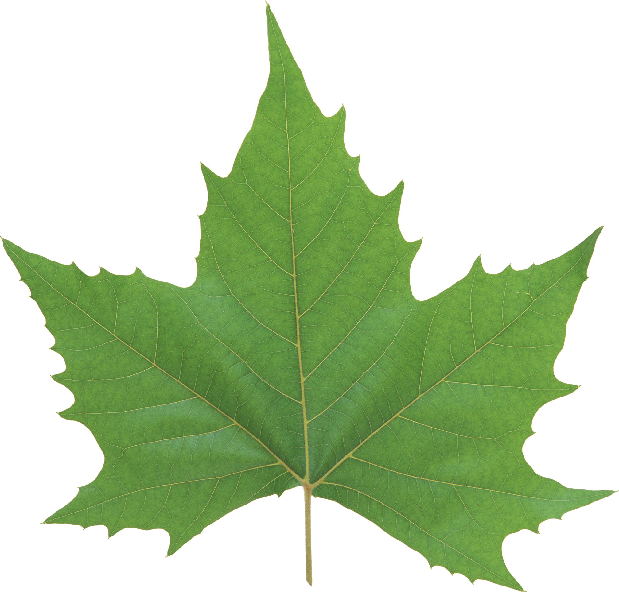 Green Leaf Png - Maple Leaf (2016x1929)
