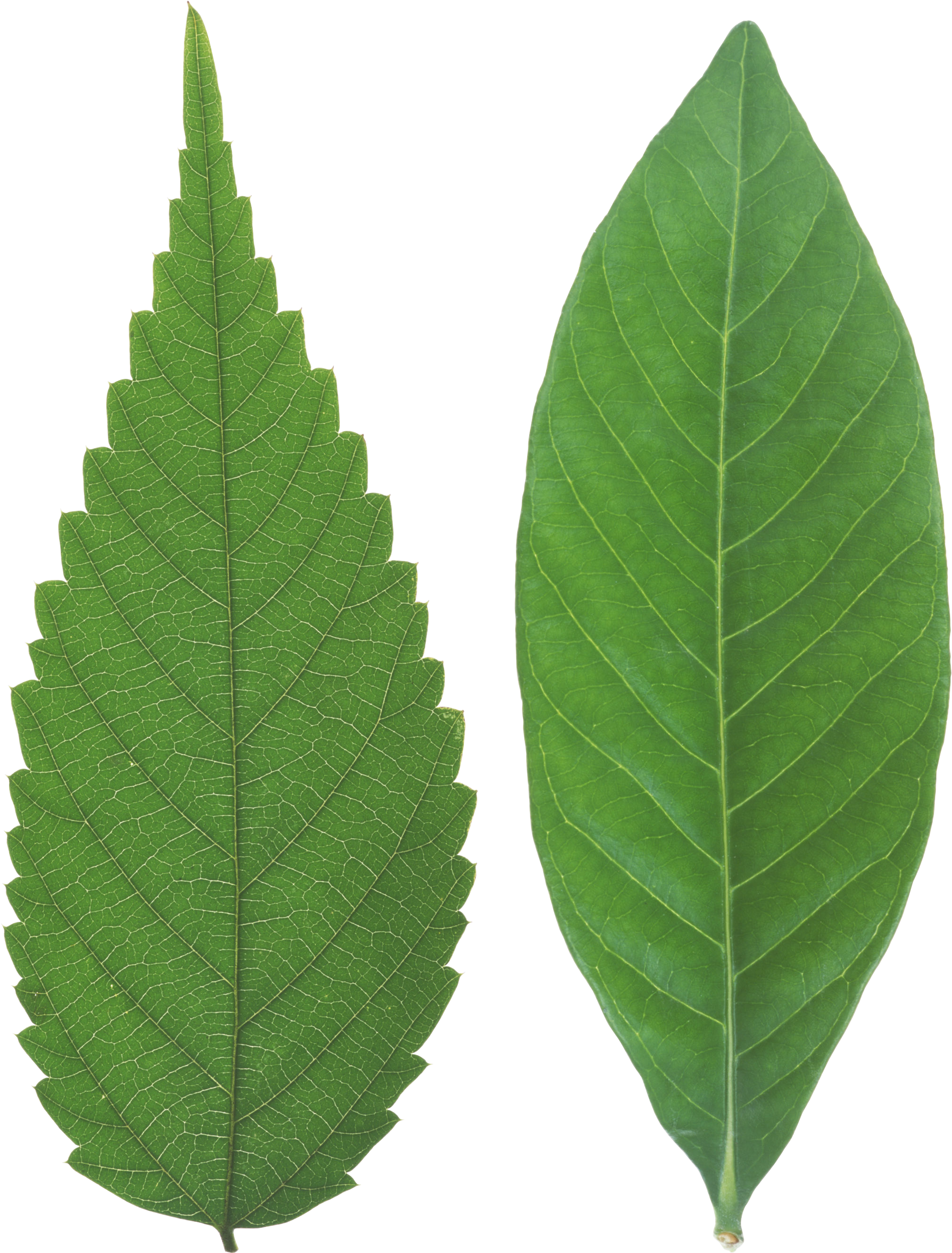 Green Leaf Png - Portable Network Graphics (2201x2812)