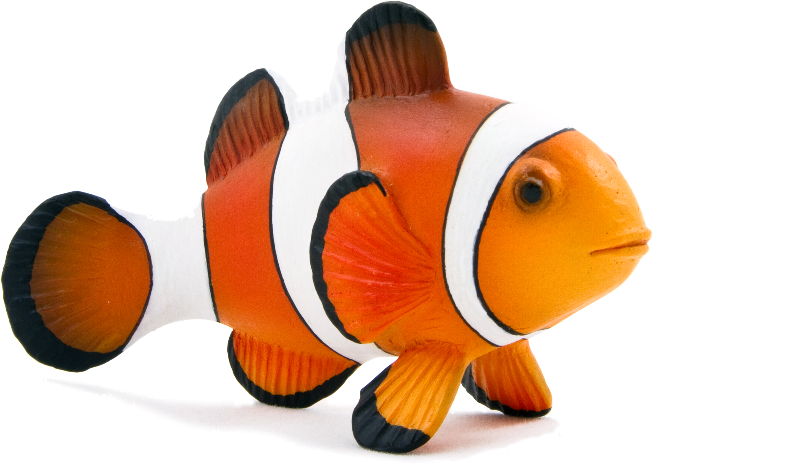 Animal Planet Clown Fish - Animal Planet Clown Fish (3543x2572)