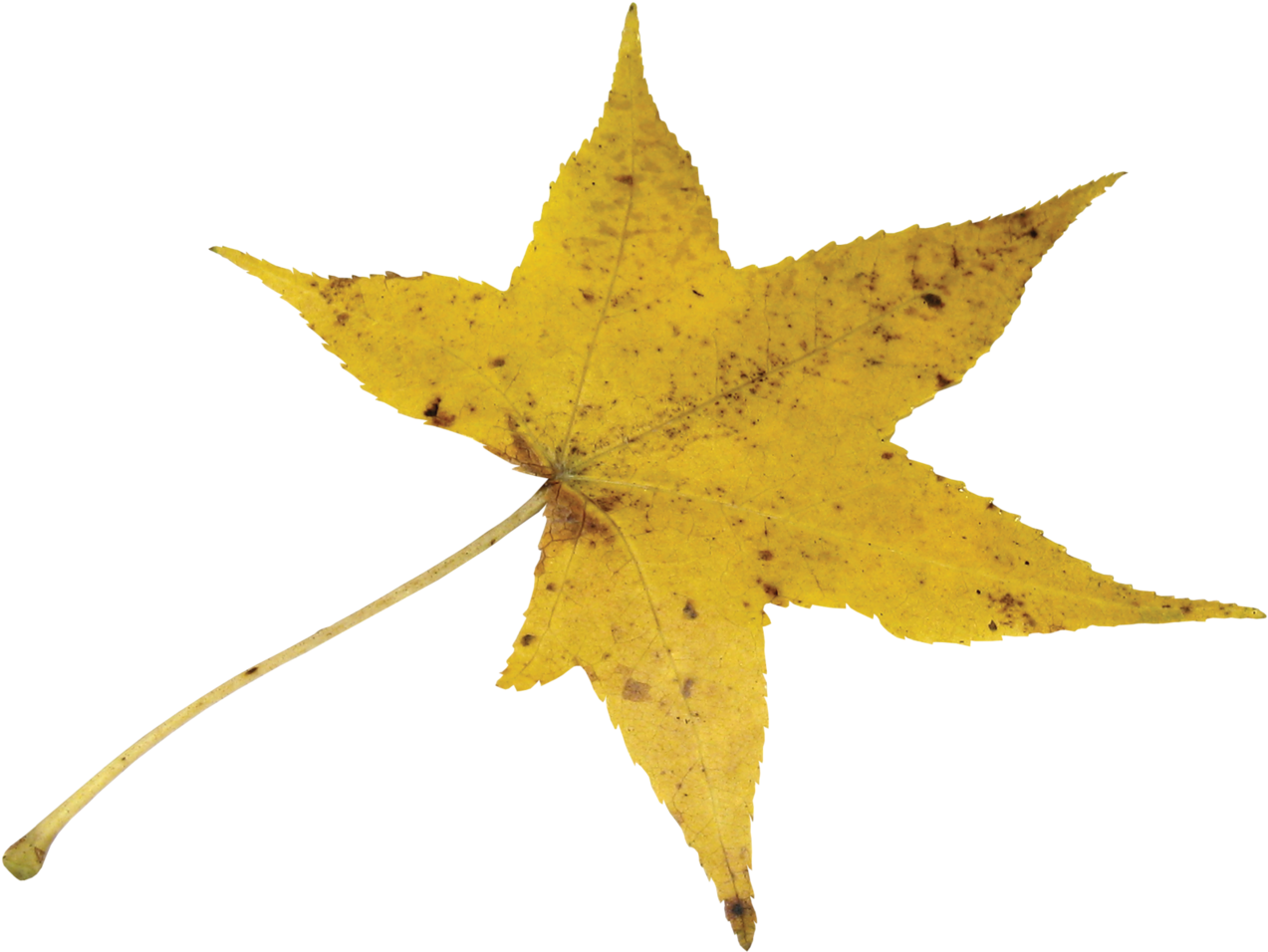 Autumn Leavesclip Art - Maple Leaf (1280x964)