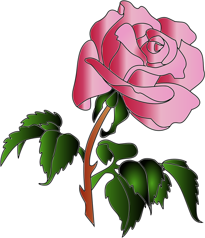Rose Colors - Rose (958x1592)