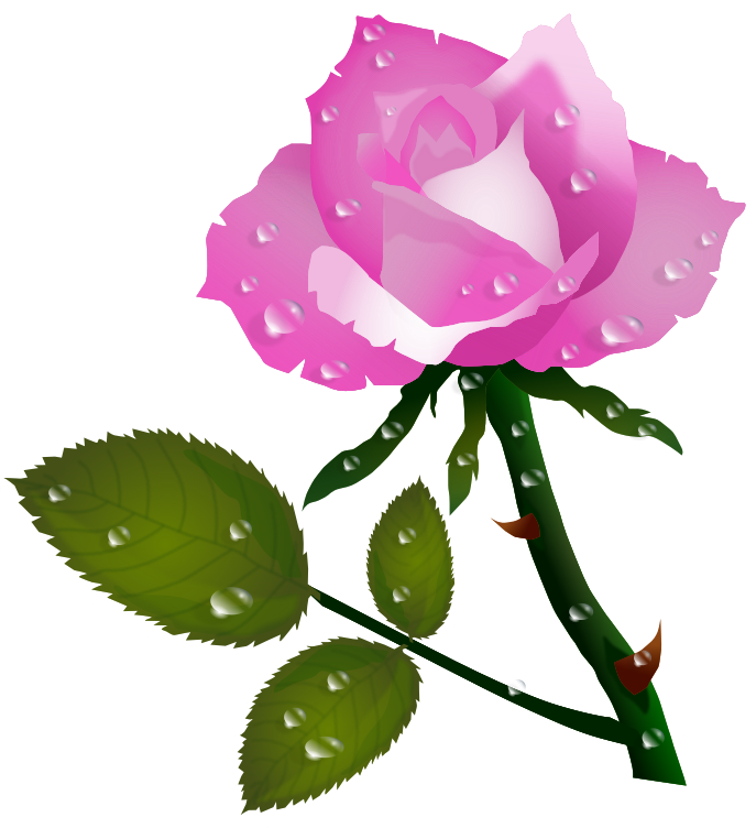 Pink Roses Clipart - Rosas Png (687x752)