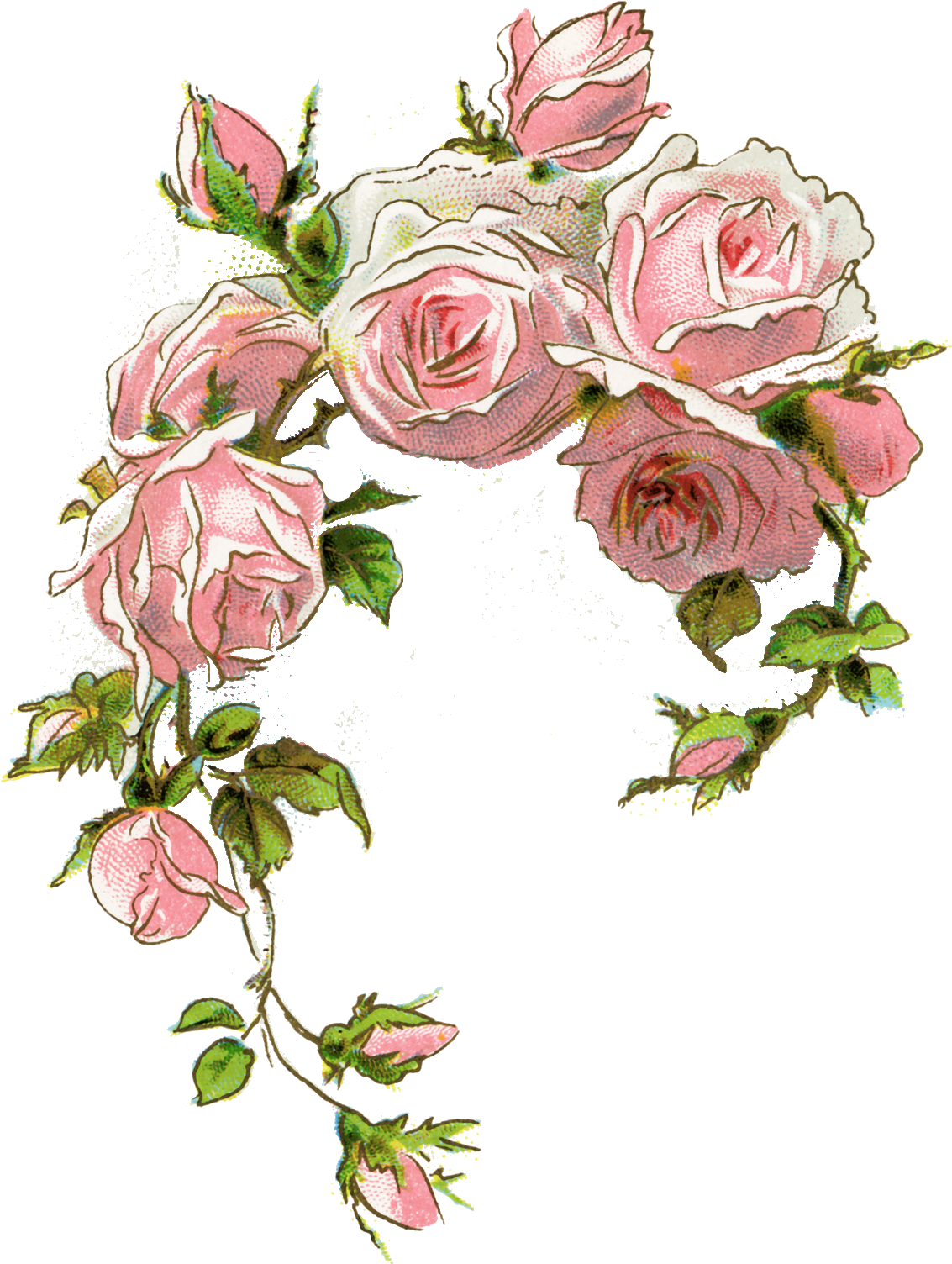 Pin By Jolanta Niewiadomska On Kwiaty2 - Vintage Pink Roses (1176x1563)