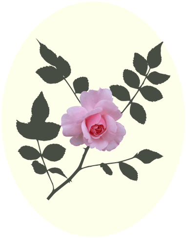 Pink Rose Vector Image - Rose (500x500)