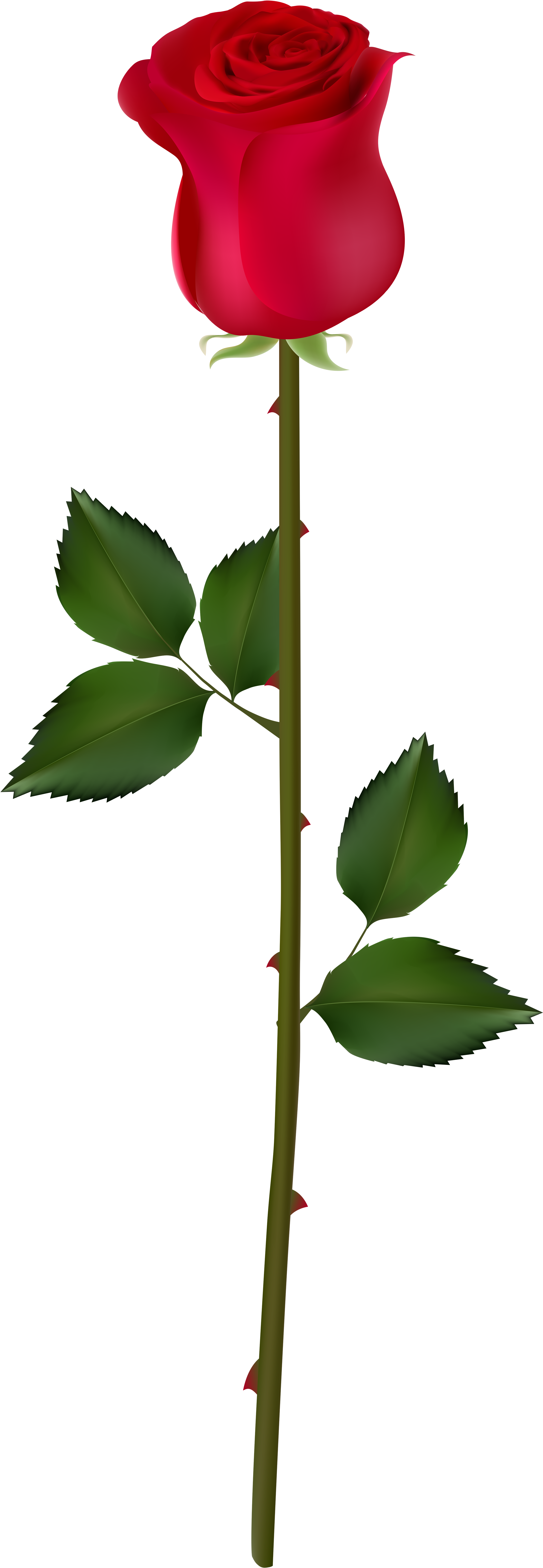 Rose Bud Clipart - Rose Bud Png (2971x8000)