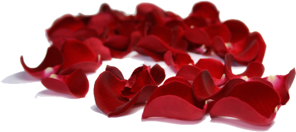 Rose Petals Clipart - Red Roses Petals Png (600x295)