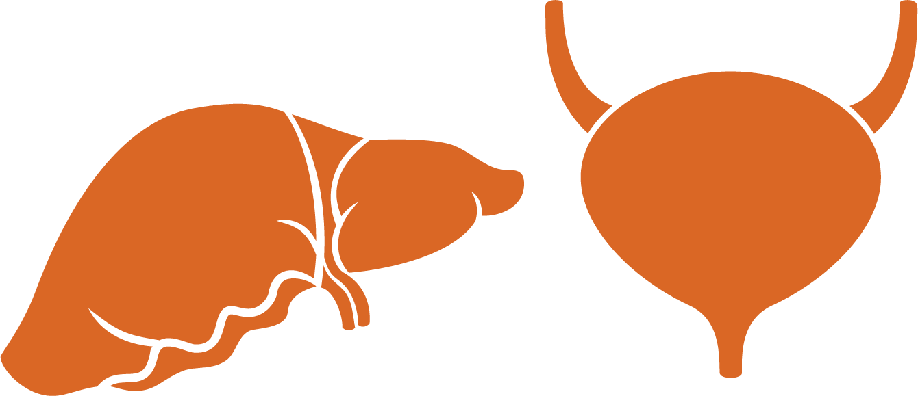 Liver Organ Low-density Lipoprotein Clip Art - Vetor Fígado Png (1340x579)