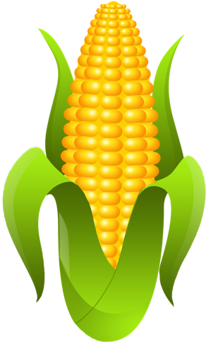 Milho Caipira - Elementos Festa Junina Png (489x489)