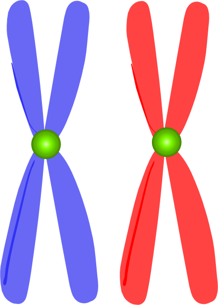 Chromosome Art Clip (426x595)