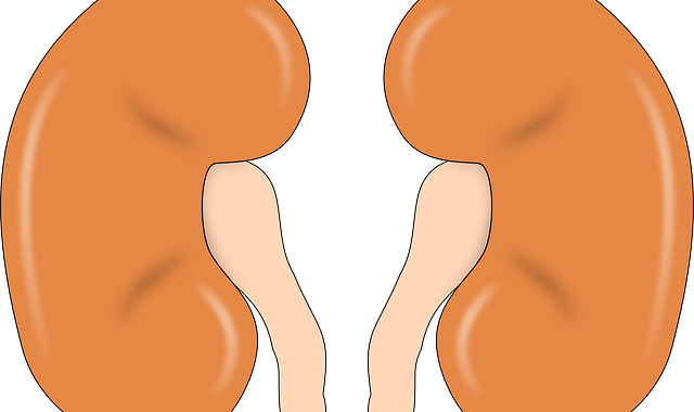 Although, The Survival Rate For Kidney Cancer Is Very - Clip Art Kidney (640x380)