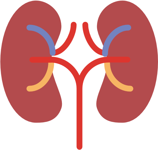 Your Kidneys Help Maintain Blood Pressure, Keep The - Kidney Icon (512x512)