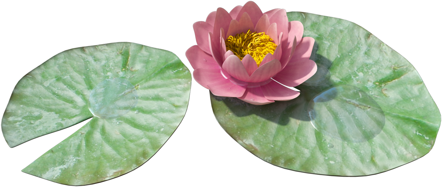 Download Water Lily Free Png Photo Images And Clipart - Water Lily Png (1600x900)