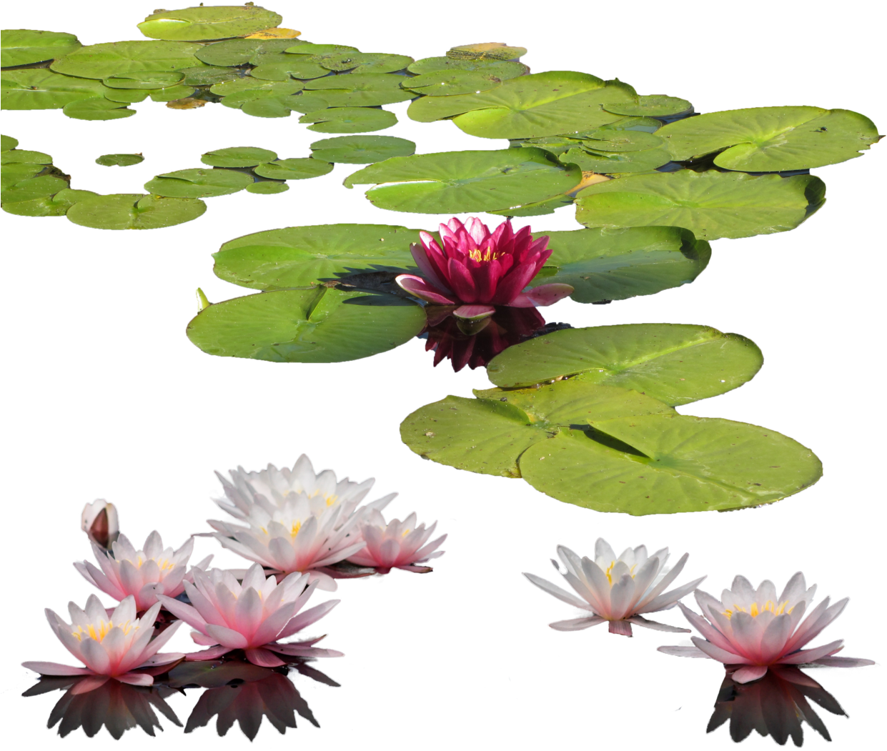 Lily Clipart Aquatic Plant - Water Lily Transparent (1280x1065)