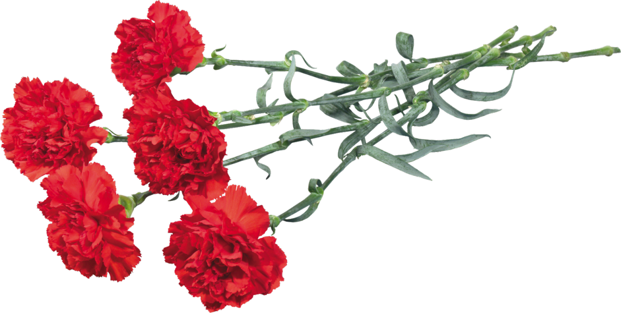 Ohio Carnation Flower Clip Art - Carnations Clipart (1280x645)