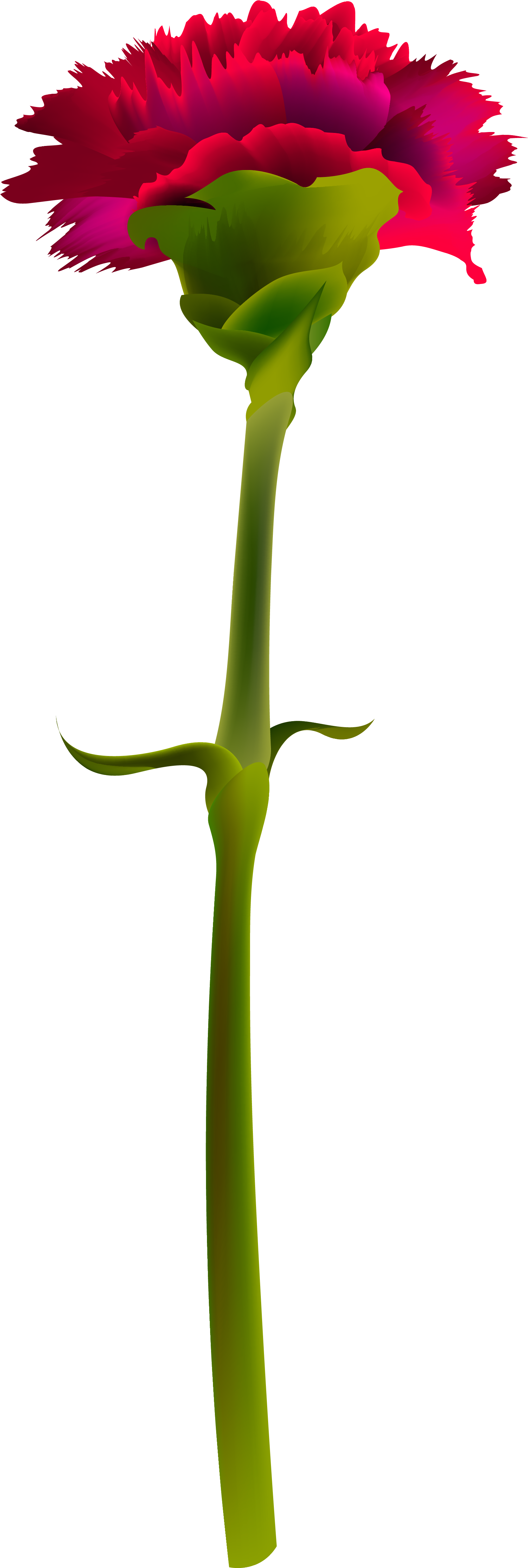 Carnation Flower Cliparts - Clavel Png (1893x5126)