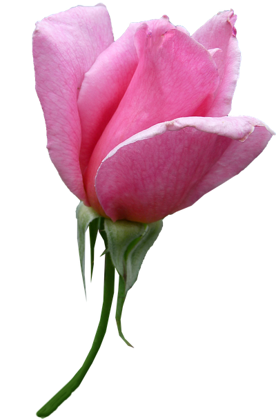 Rose, Bud, Pink, Stem, Flower - Bud (405x720)