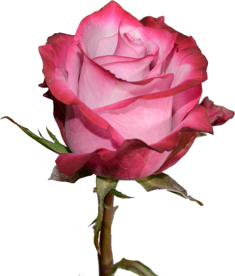 Rose Png Pink And Purple (1000x950)