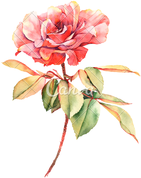 Watercolor Red Rose Flower - Offering My Heart [book] (620x800)
