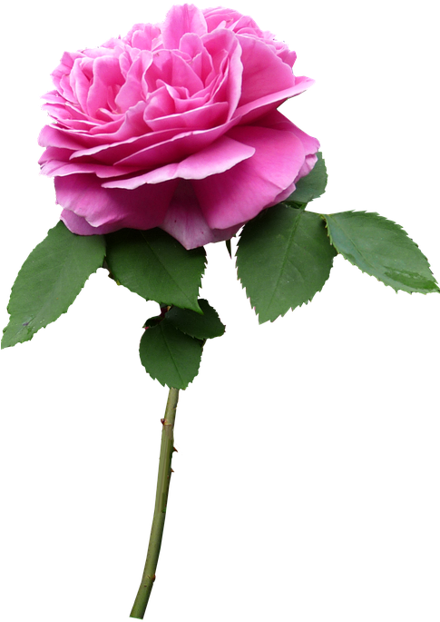 Pink Rose 11, Buy Clip Art - Flower Stem Png (484x720)