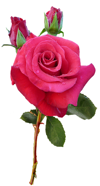 Rose Images 21, Buy Clip Art - Blessed Monday (405x720)