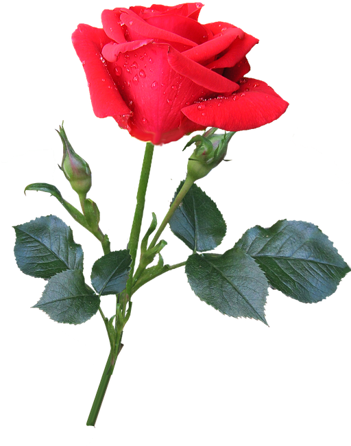 Rose, Red, Buds - Love Flewer (539x720)