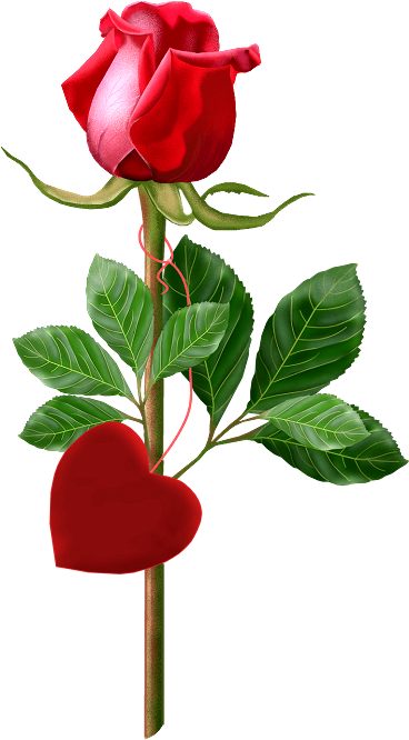 Single Rose Clipart - Rose Good Morning (576x665)