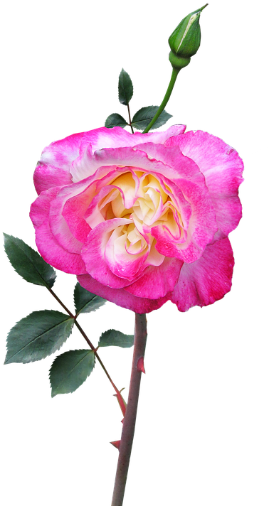 Rose, Stem, Flower, Double Delight - Pixabay (385x720)