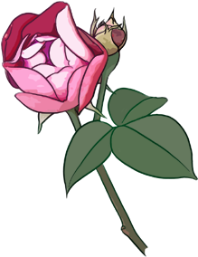 Garden Roses Beach Rose Cartoon Flower - Cartoon Rose Png (550x493)