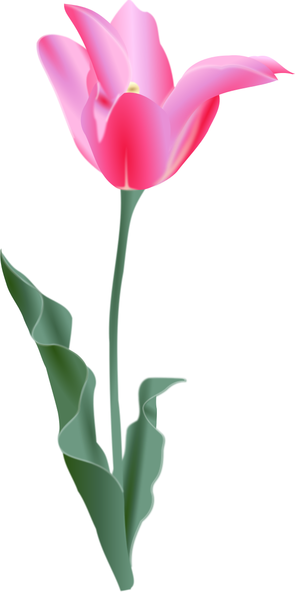 Tulips Flower Cartoon Pink Free Plant Magenta Public - Tulip Clip Art (600x1204)