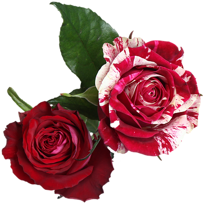 Cartoon Roses Pictures 26, Buy Clip Art - Red And White Flower Png (960x640)