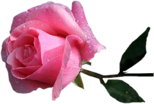 Image Love Png Cliparts - Pembe Gül Resmi Indir (600x408)