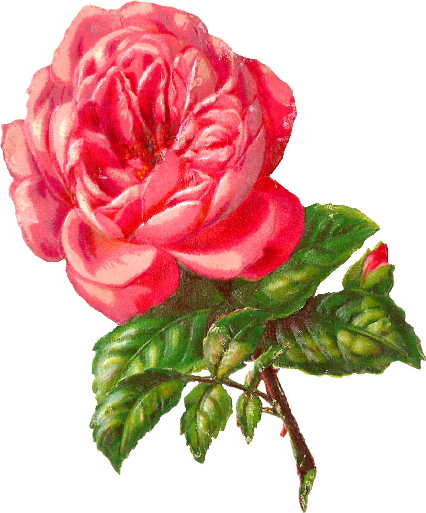 Vintage Flower Clipart Pink Rose - Rose (935x1115)
