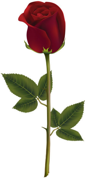 Red Rose Dark Transparent Png Image - Transparent Rose (291x600)