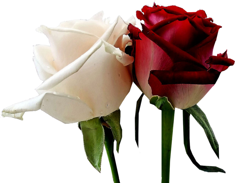 White Red Roses - White And Red Roses (800x600)