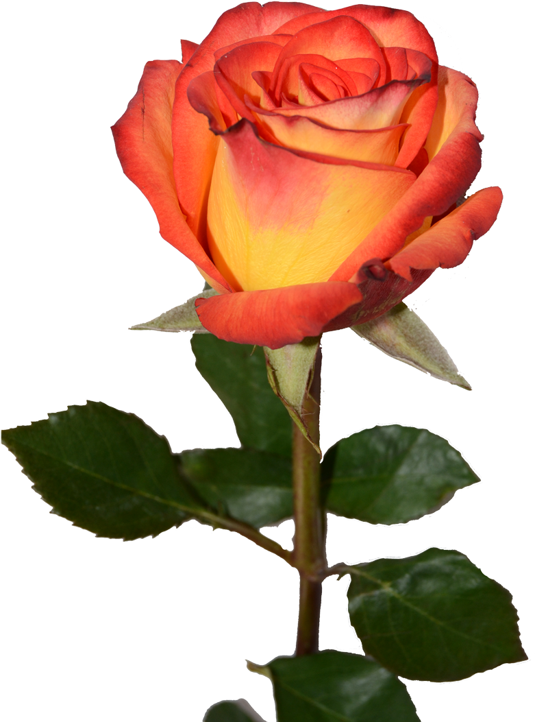 Red And Yellow Flowers Transprent (900x1137)