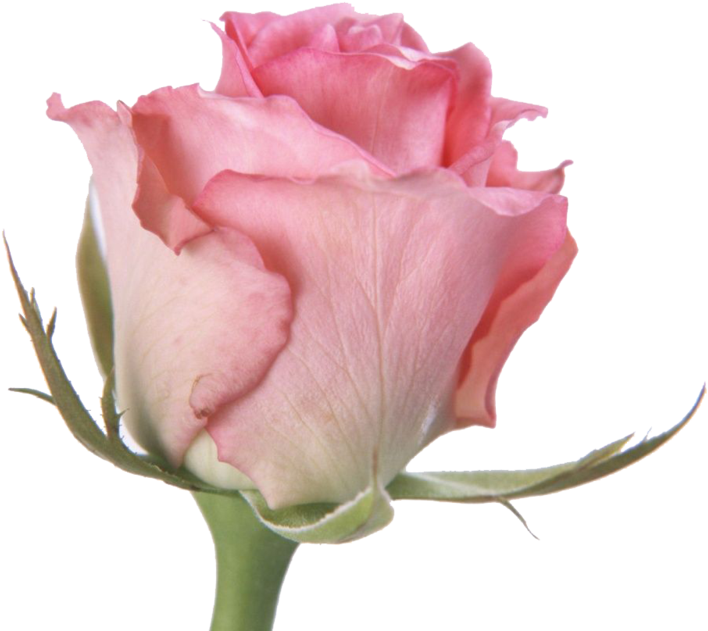 Rose I By Dolis333 - Pink Rose Nice Maldivian National Flower (900x675)