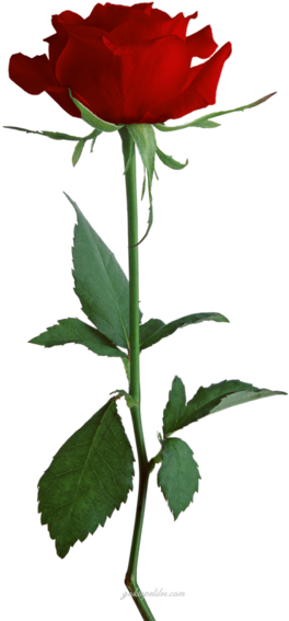 Png Red Rose Gifs, New Big Red Rose - Ultimate Complete Bbw Erotic Romance Collection: Big, (426x600)