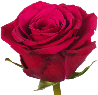 Bella Rose - Rosa Rossa Red Naomi (420x339)