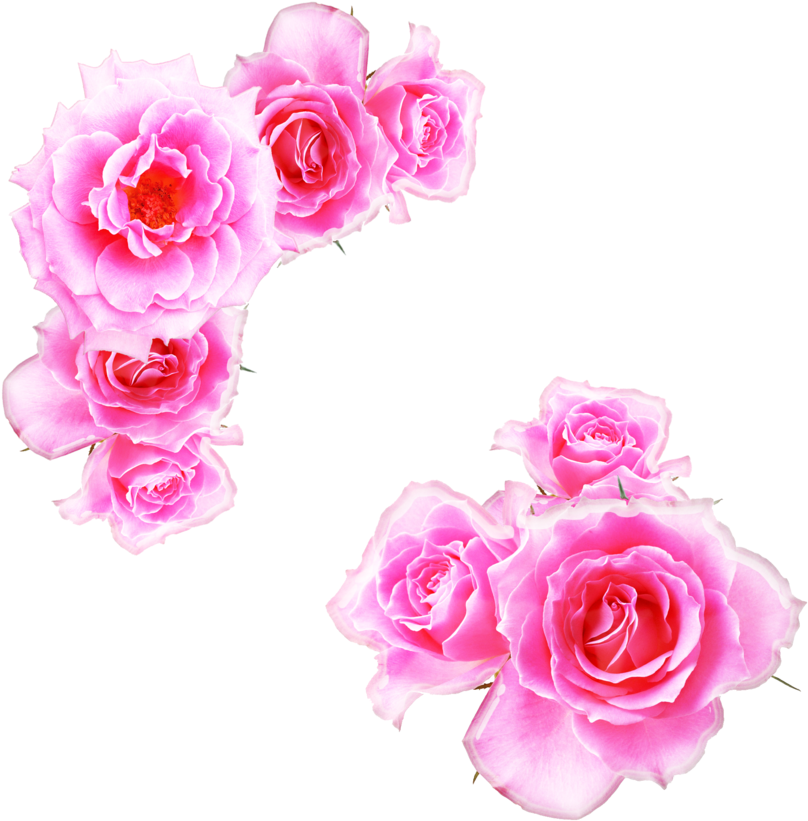 Watercolor Pink Rose - Pink Anime Rose Png (900x913)