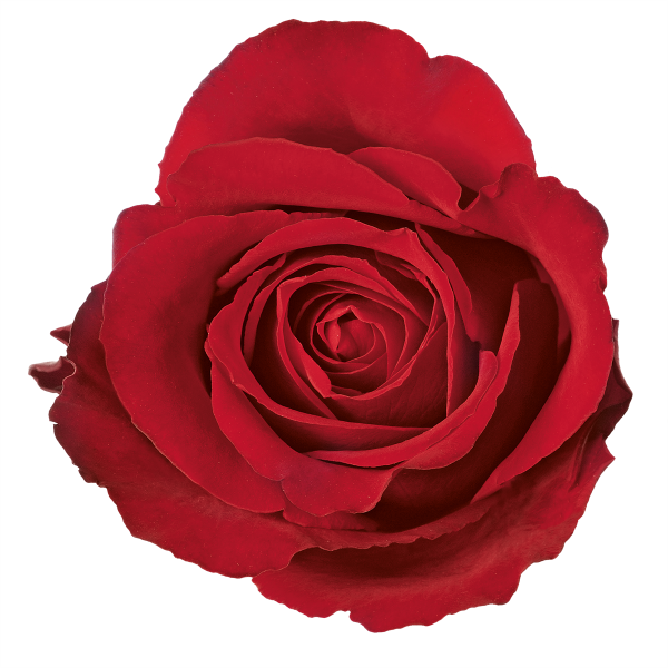 Rose Top View - Red Rose Top View (600x600)