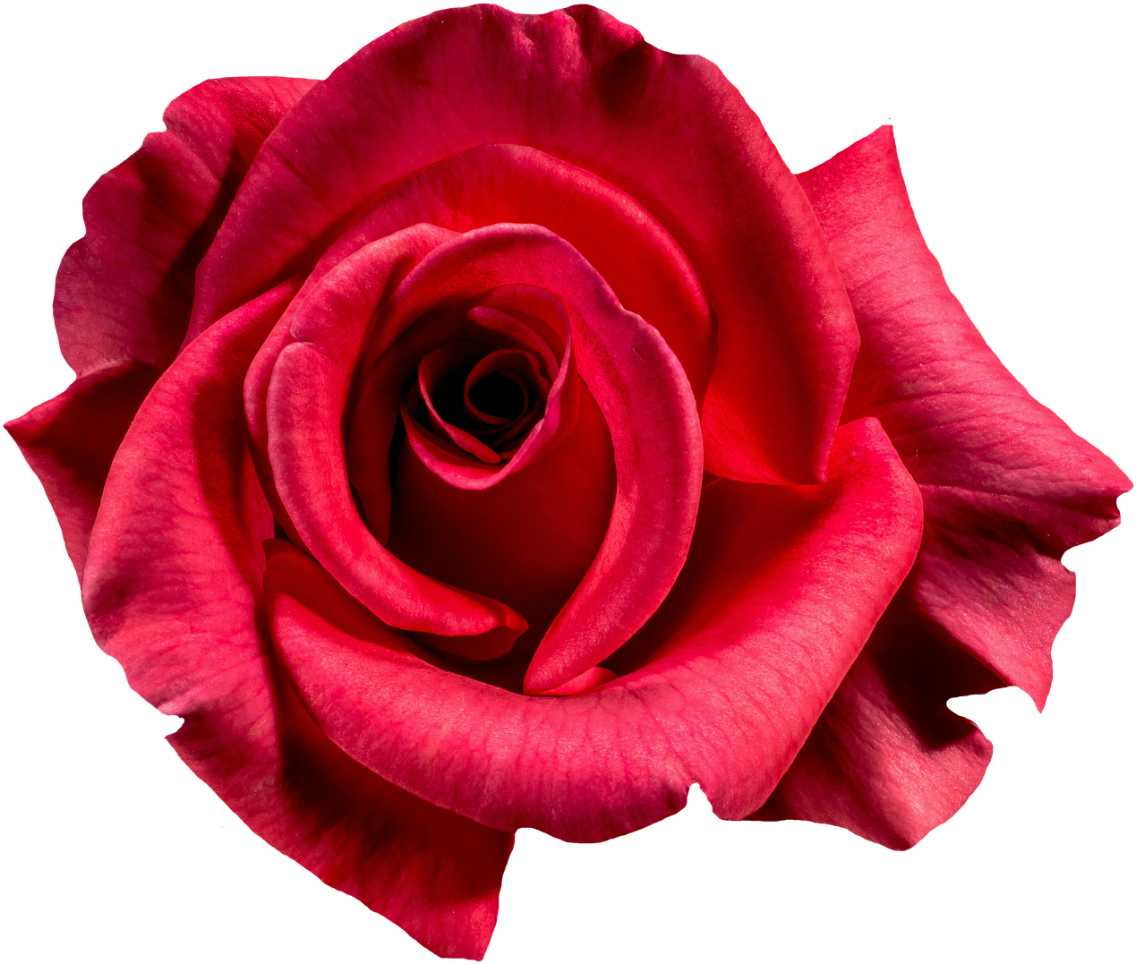 Rose Red Blossom Bloom Flower Png Image - Giant Single Red Rose Shirt Love Devotion Anniversary (1280x1096)
