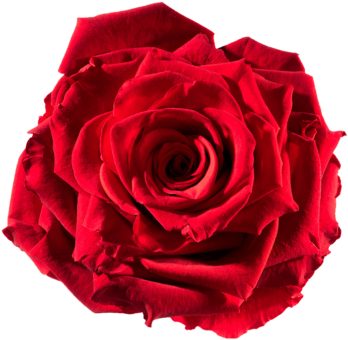 Preserved Rose Red-passion - Roses Pictures To Cut Out (738x738)