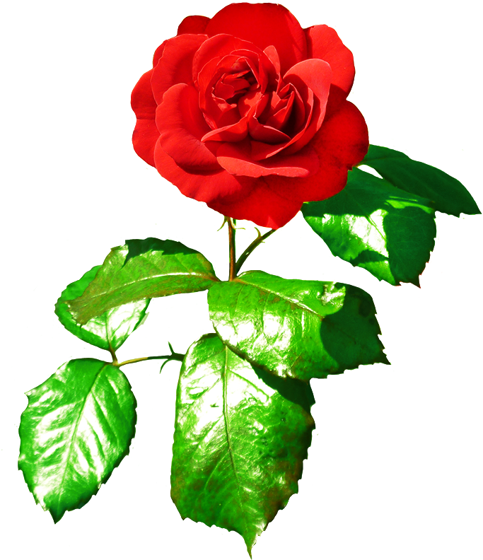 Red Rose Clipart Rose Leaf - Rose Photo With Leaves (700x827)