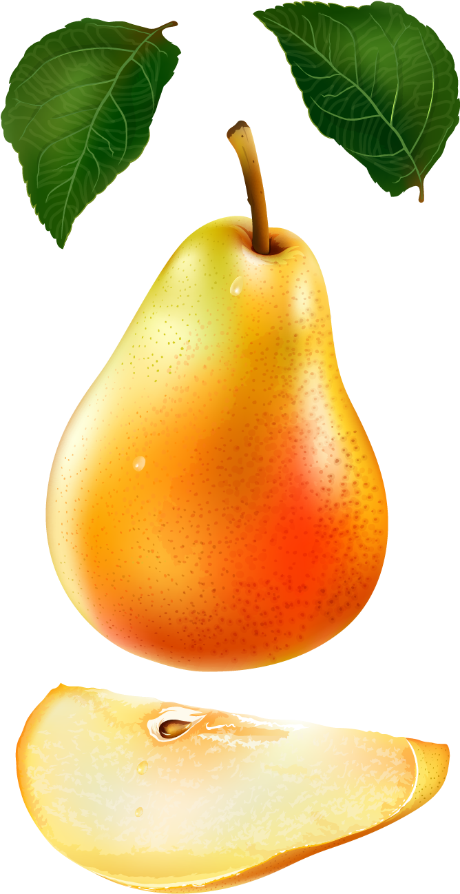 Asian Pear Euclidean Vector Auglis - Asian Pear Euclidean Vector Auglis (684x1312)
