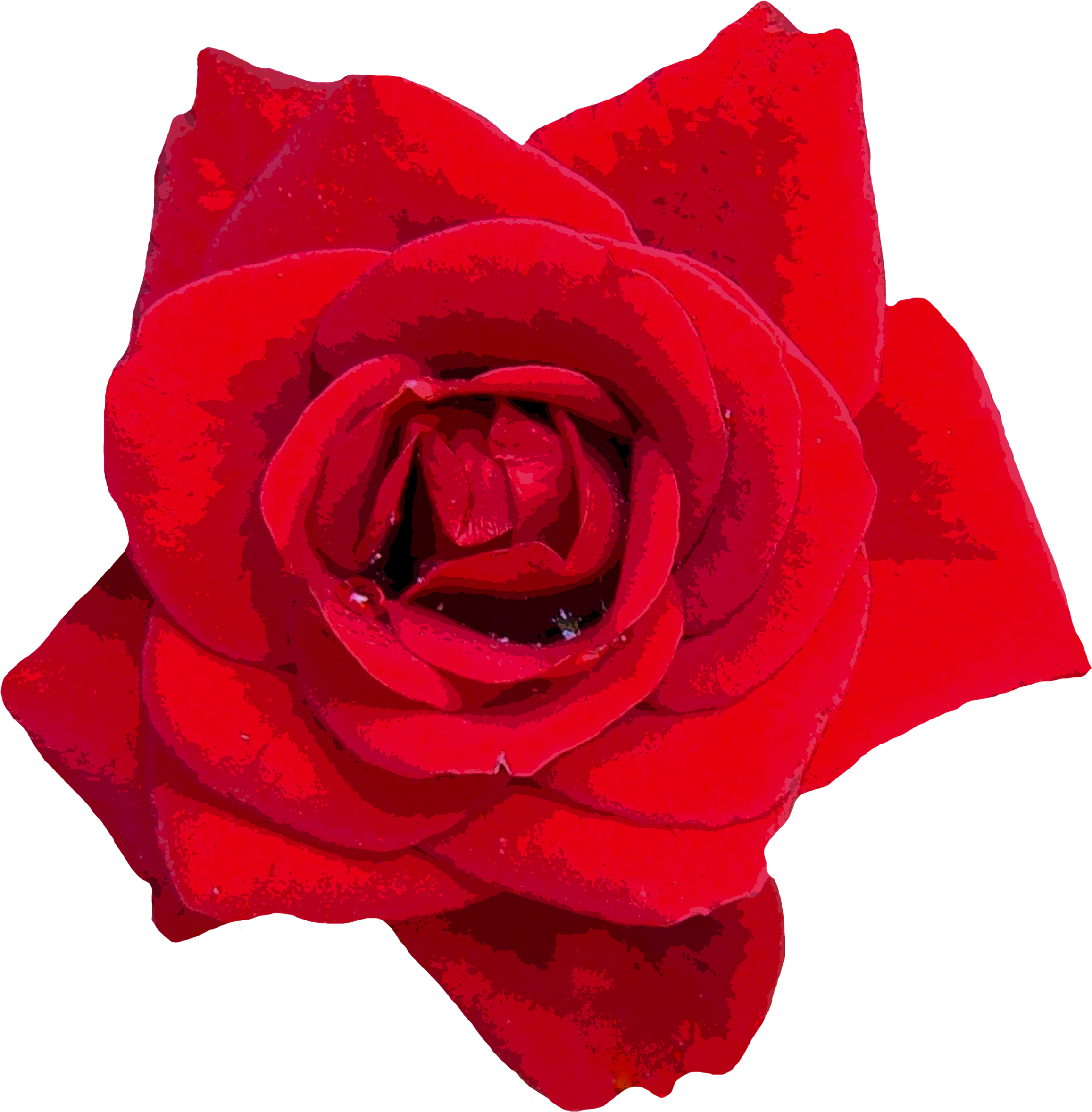 Roses Red Flowers Red Rose Png Image - Roses Red Flowers Red Rose Png Image (2343x2365)