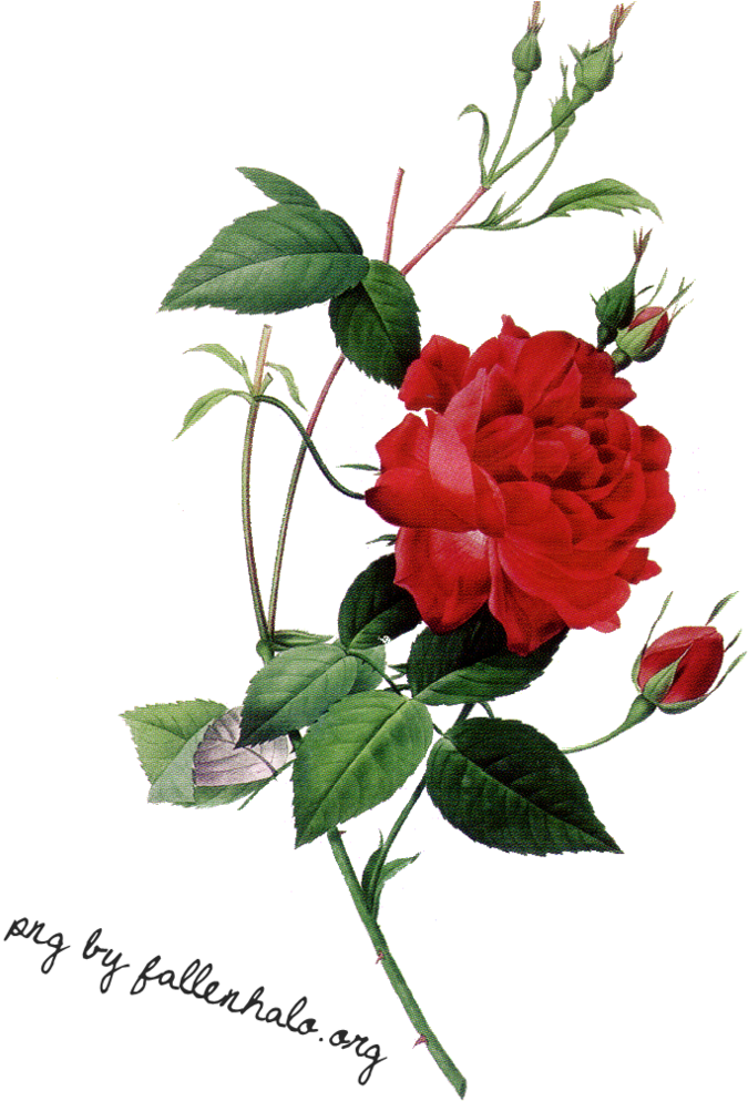 Rose Png By Fallennhalo On Clipart Library - Rose Png (790x1010)