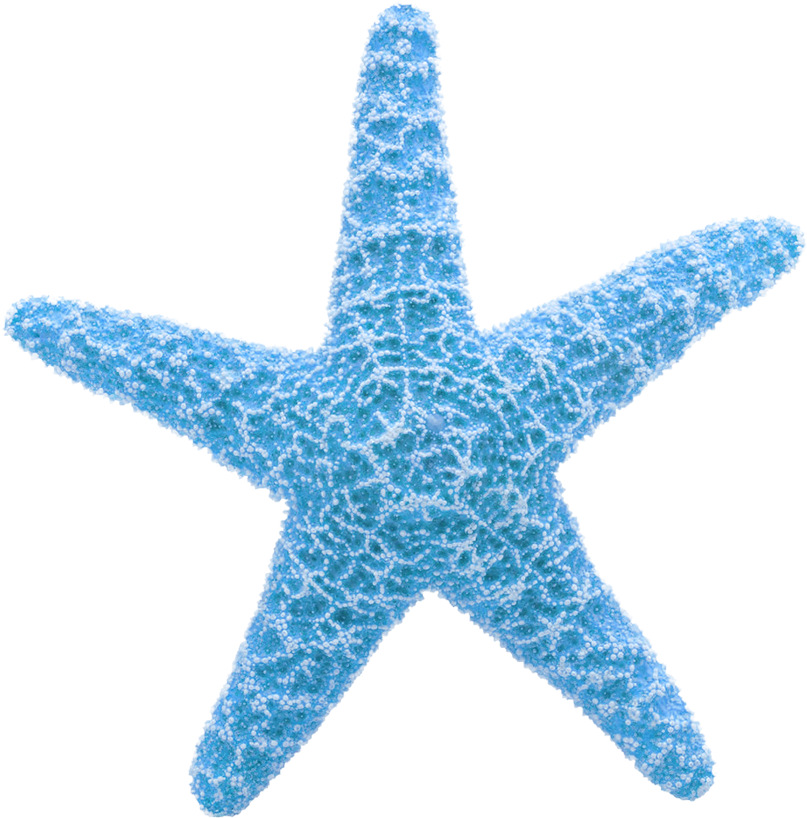 Starfish Clip Art - Gif De Estrellas De Mar (1077x901)